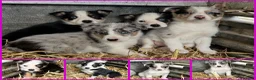 Border Collie dogs for sale: 4 beautiful border collie pups  - Advert 1