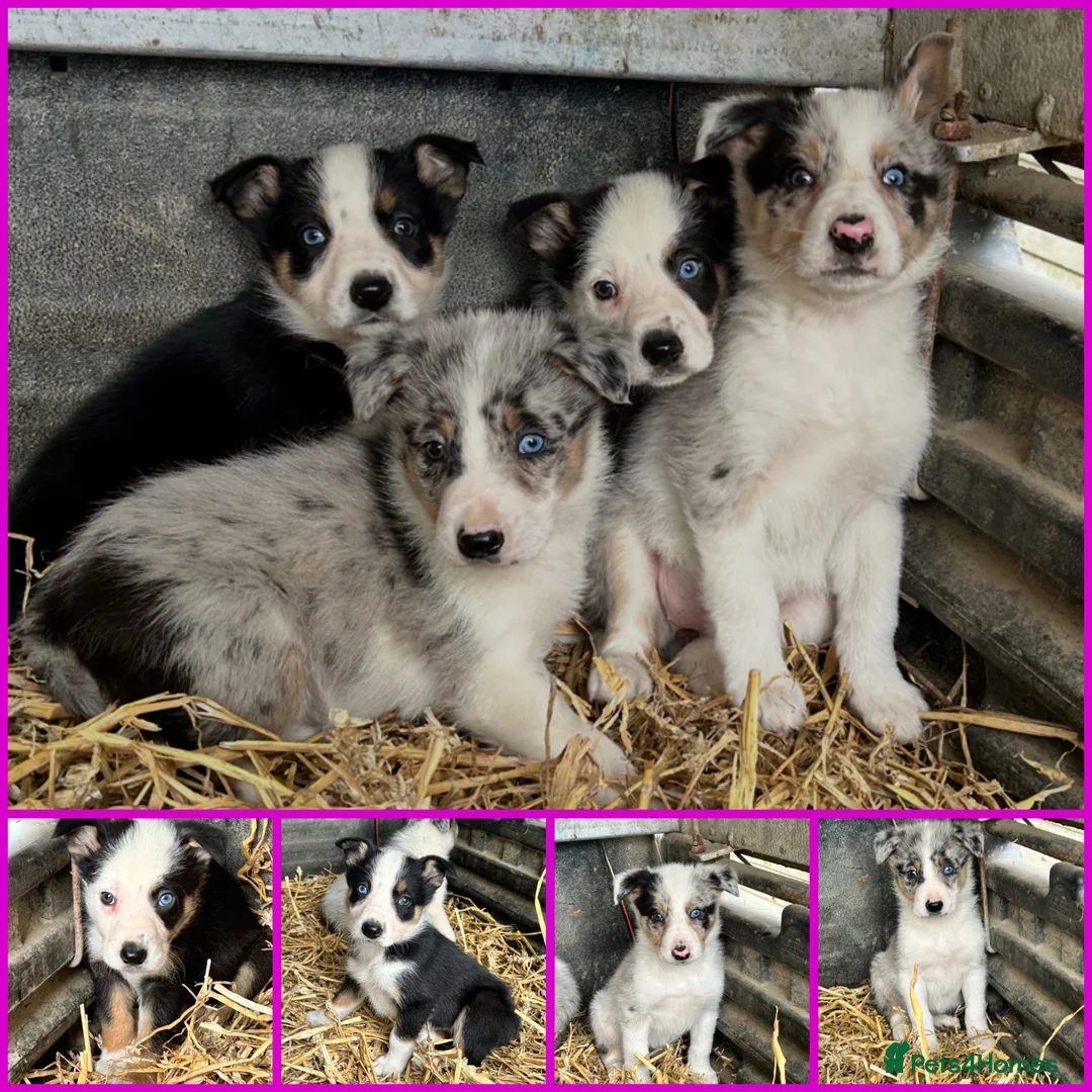 Border Collie dogs for sale: 4 beautiful border collie pups  - Advert 1