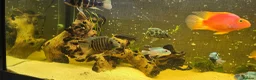 Cichlids fish for sale: Fish for sale  - Advert 7
