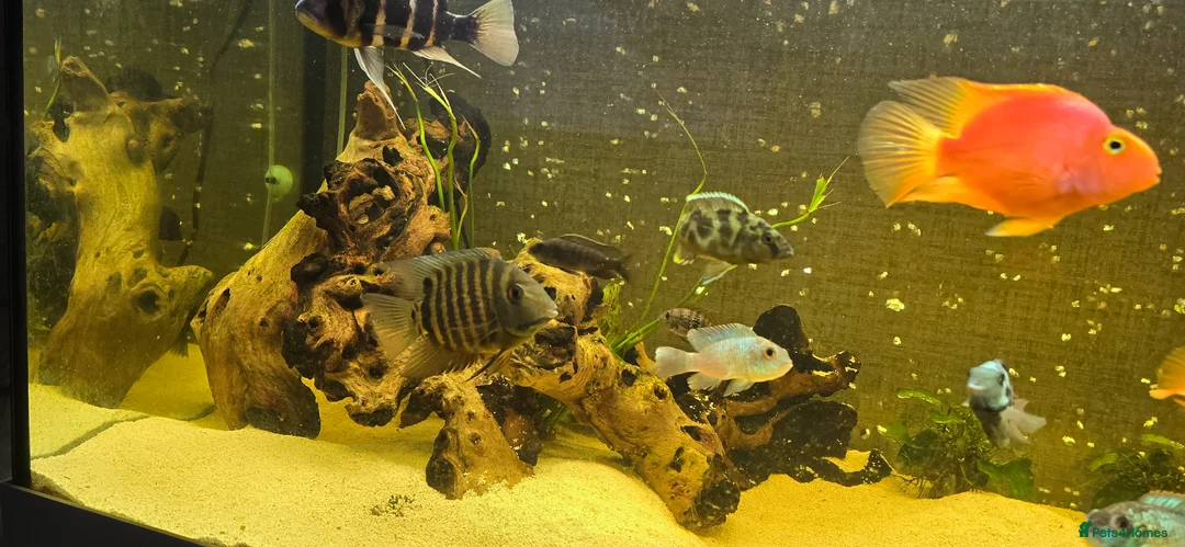 Cichlids fish for sale: Fish for sale  - Advert 7
