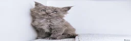 Maine Coon cats for sale: Blue maine coon kittens -DNA health tested parents - Advert 12