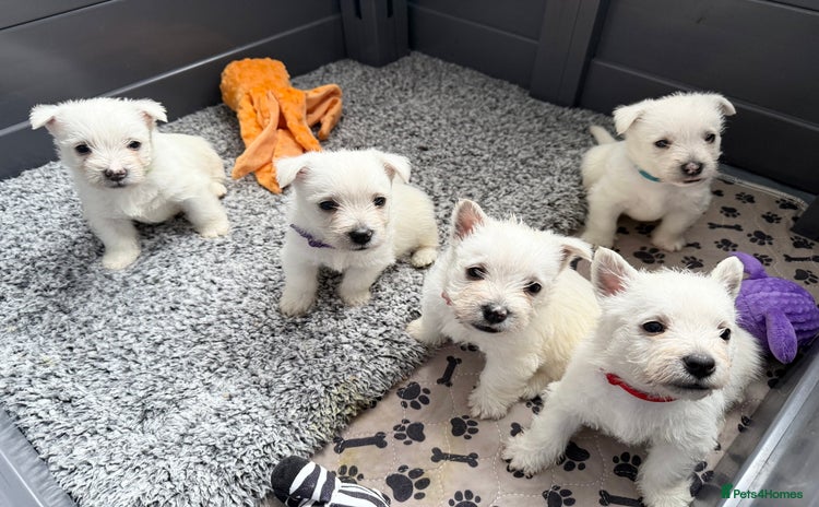 West Highland Terrier dogs - Advert 2