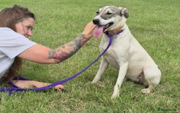 Mixed Breed dogs for adoption: Lotty (2) Norwich Norfolk  - Image 13