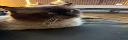 Ragdoll cats for sale: Beautiful ragdoll kittens Parents DNA tested & -ve - Advert 7