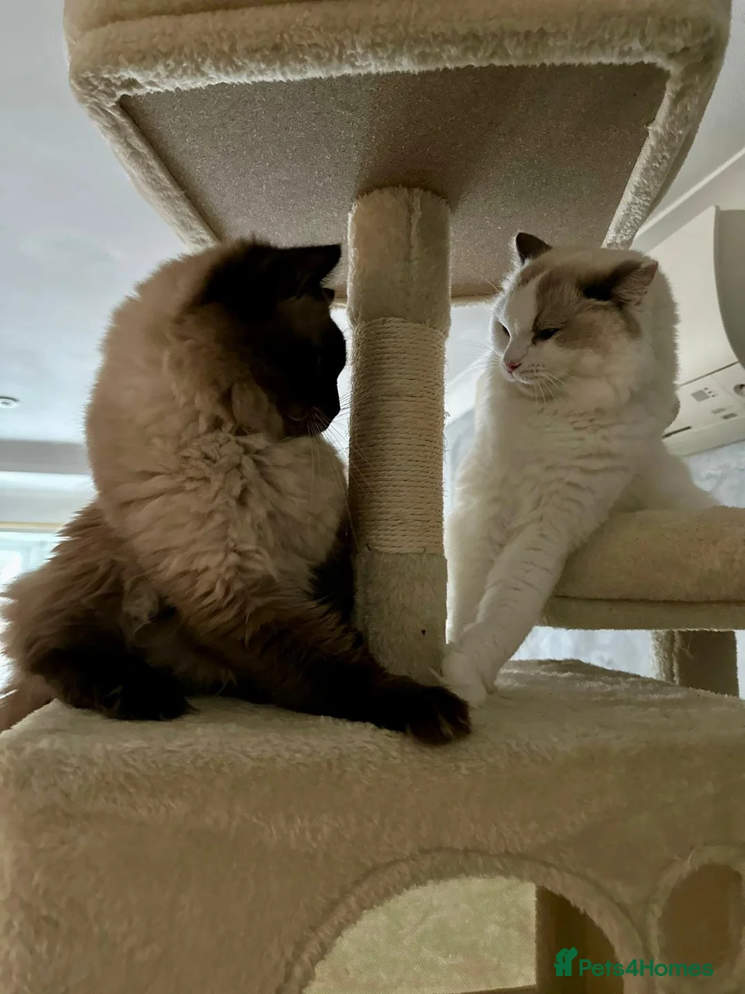 Ragdoll cats for sale: 🤍Purebred beautiful ragdoll kittens 🤍 in Hornchurch - Advert 37