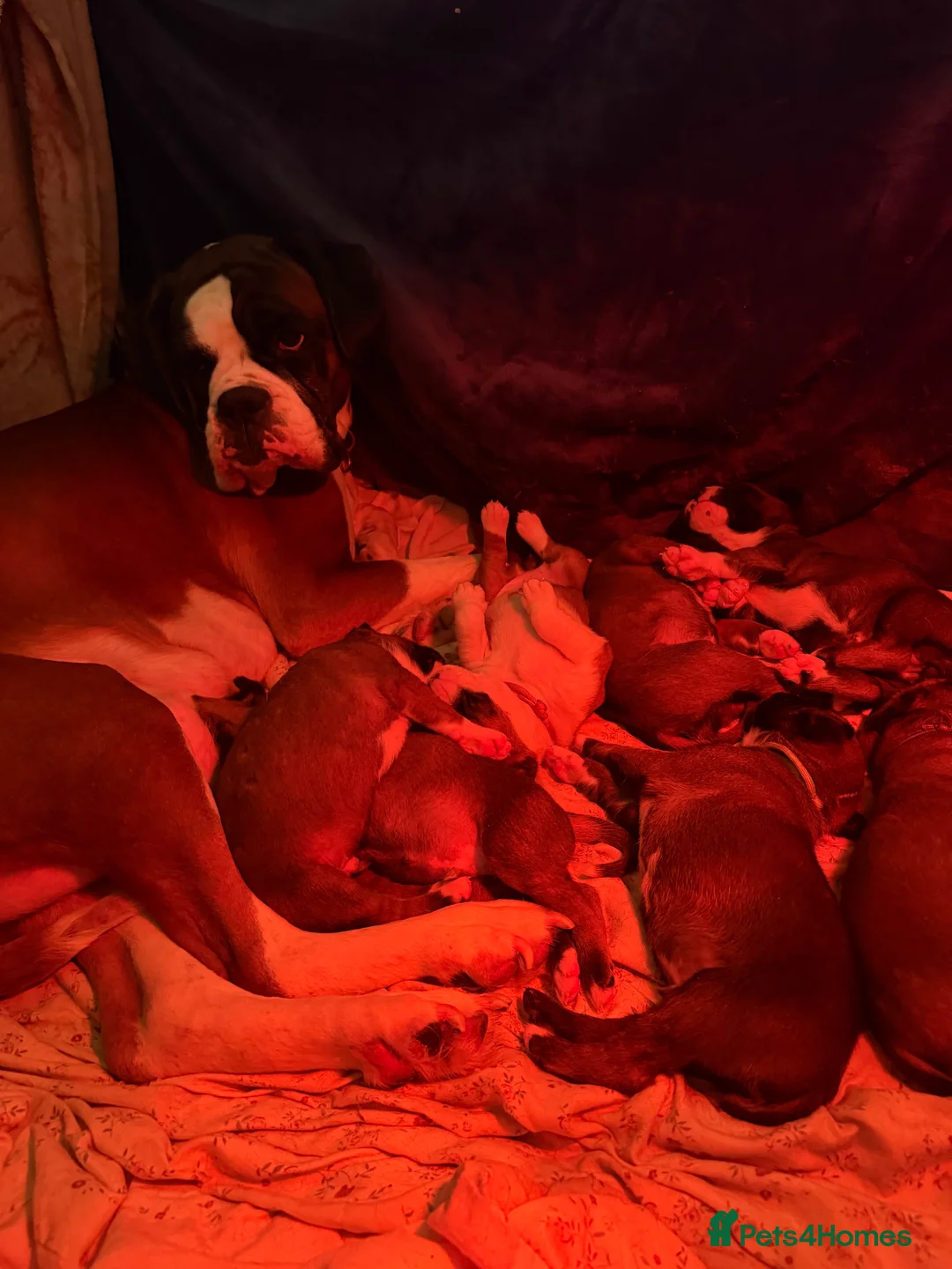 Boxer dogs for sale: Beautiful Boxer Puppies  in Bourne - Advert 2
