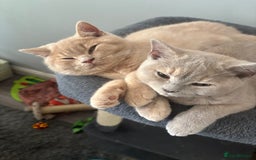 British Shorthair cats for sale: Stunning GCCF cream boy ready now  - Image 8