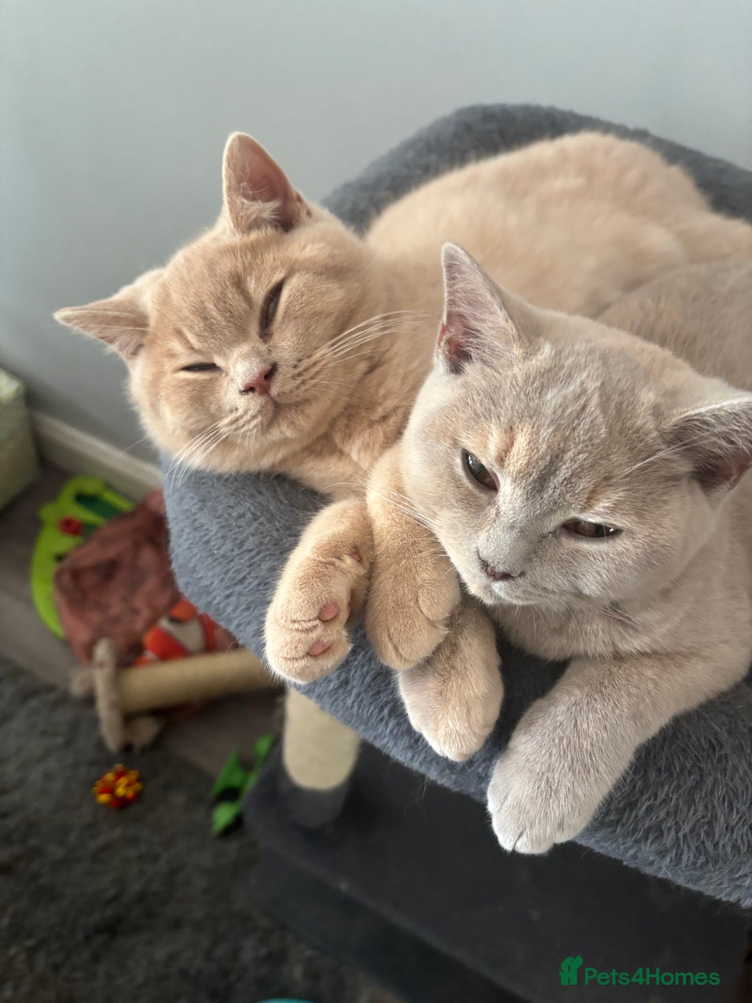 British Shorthair cats for sale: Stunning GCCF cream boy ready now  - Image 8