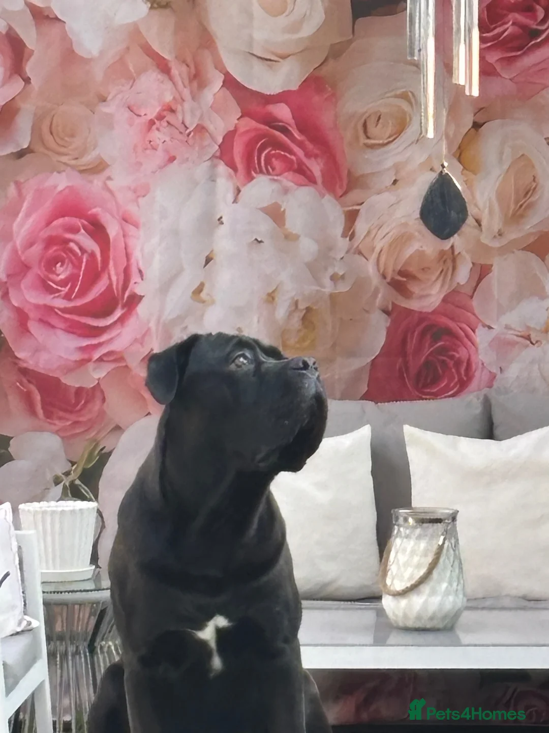 Cane Corso dogs for sale: 8month old cane corso - Advert 5