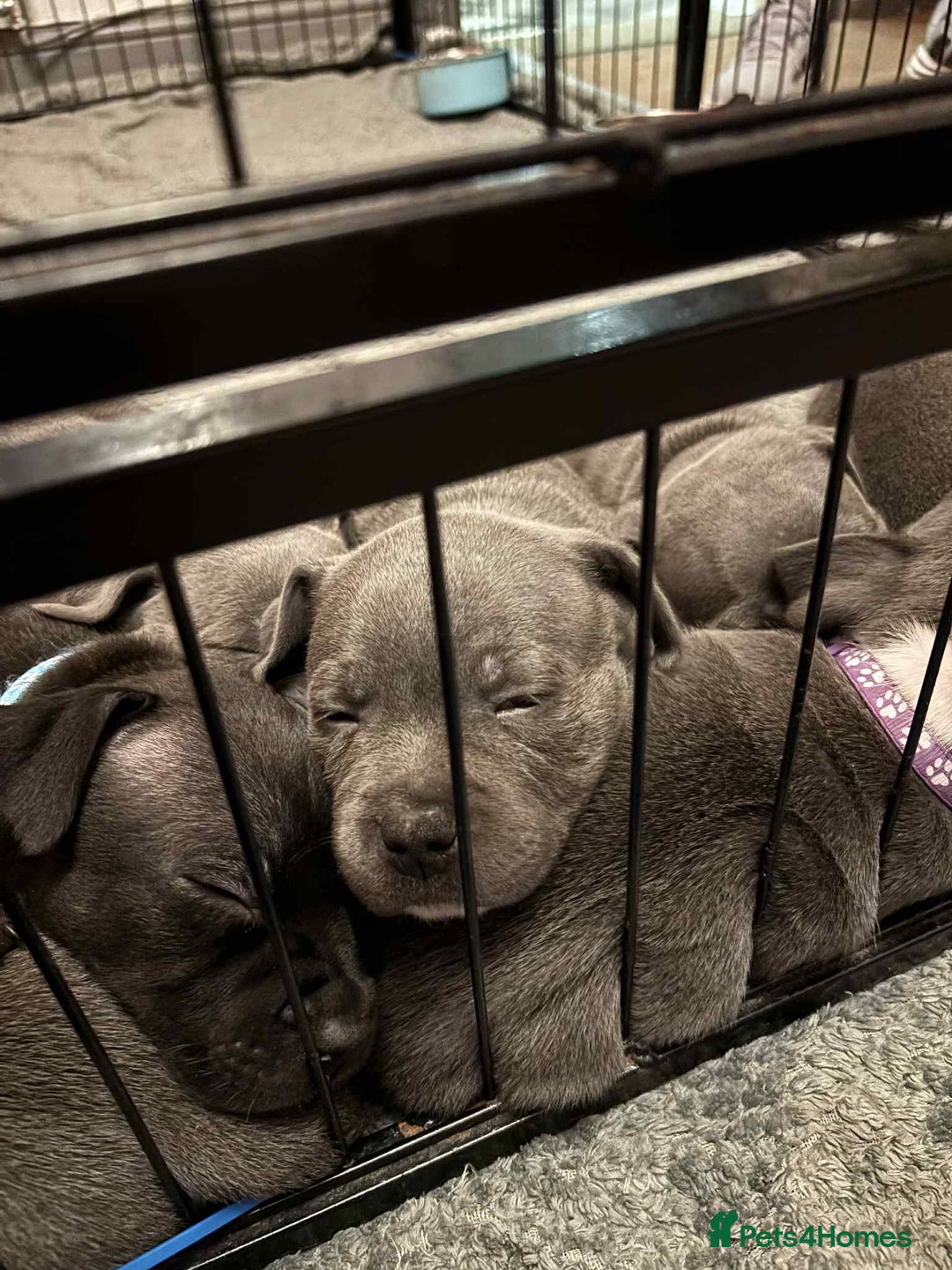 Staffordshire Bull Terrier dogs for sale: Staffordshire Bull Terrier puppies for sale  - Image 10
