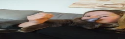 Maine Coon cats for sale: TICA MC kitten waiting for his forever home - Advert 6