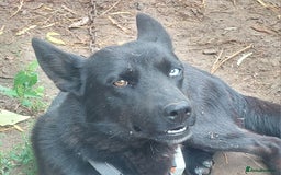 Mixed Breed dogs for sale: Husky Labrador cross puppies  - Image 9