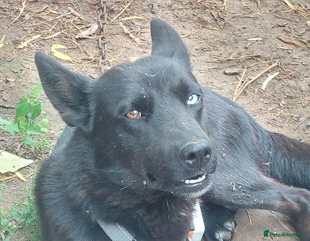 Mixed Breed dogs for sale: Husky Labrador cross puppies  - Image 9