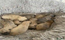 Cairn Terrier dogs for sale: KC reg Cairn Terrier puppies - Image 3