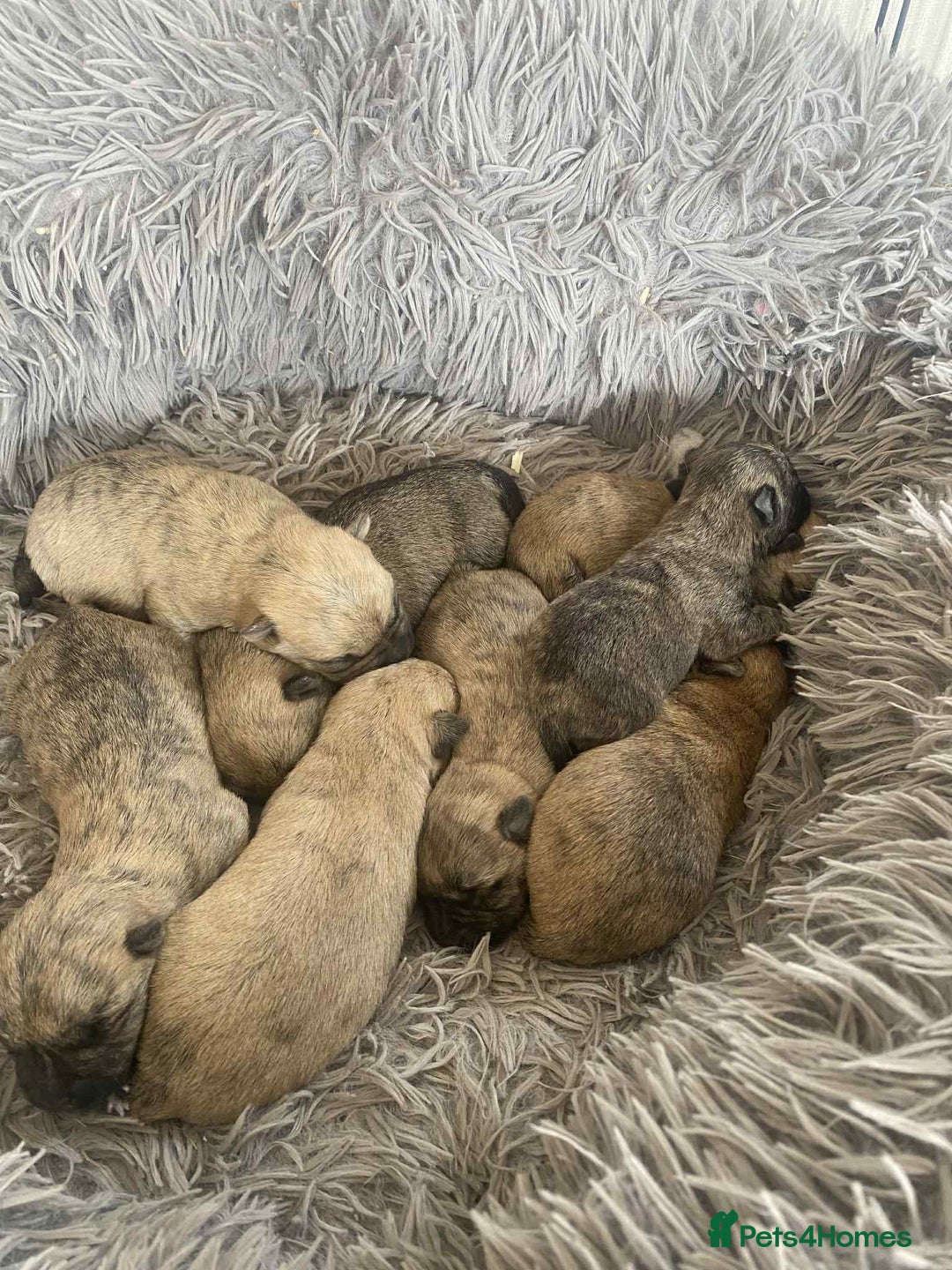 Cairn Terrier dogs for sale: KC reg Cairn Terrier puppies - Image 3