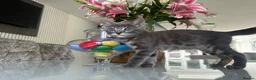 Bengal cats for sale: 3 Beautiful Blue Female TICA Reg Bengal kittens  - Advert 34