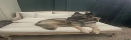 German Shepherd dogs for sale: Xena  - Advert 12