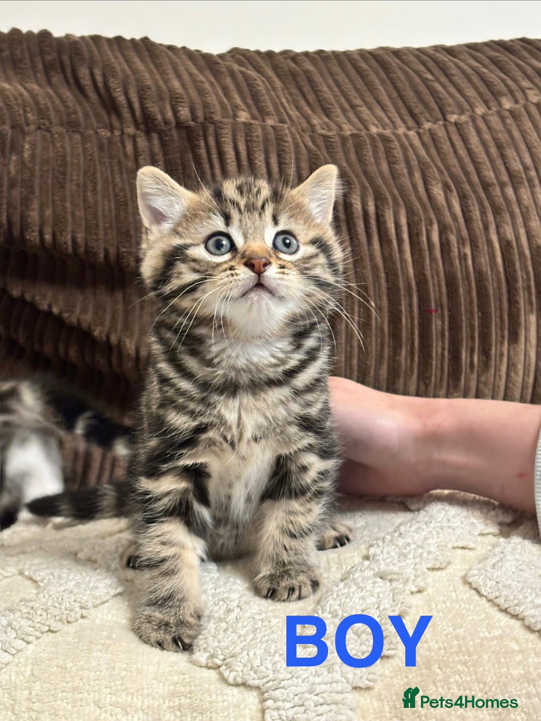 Mixed Breed cats for sale: 3 x playful fluffy kittens  - Advert 2