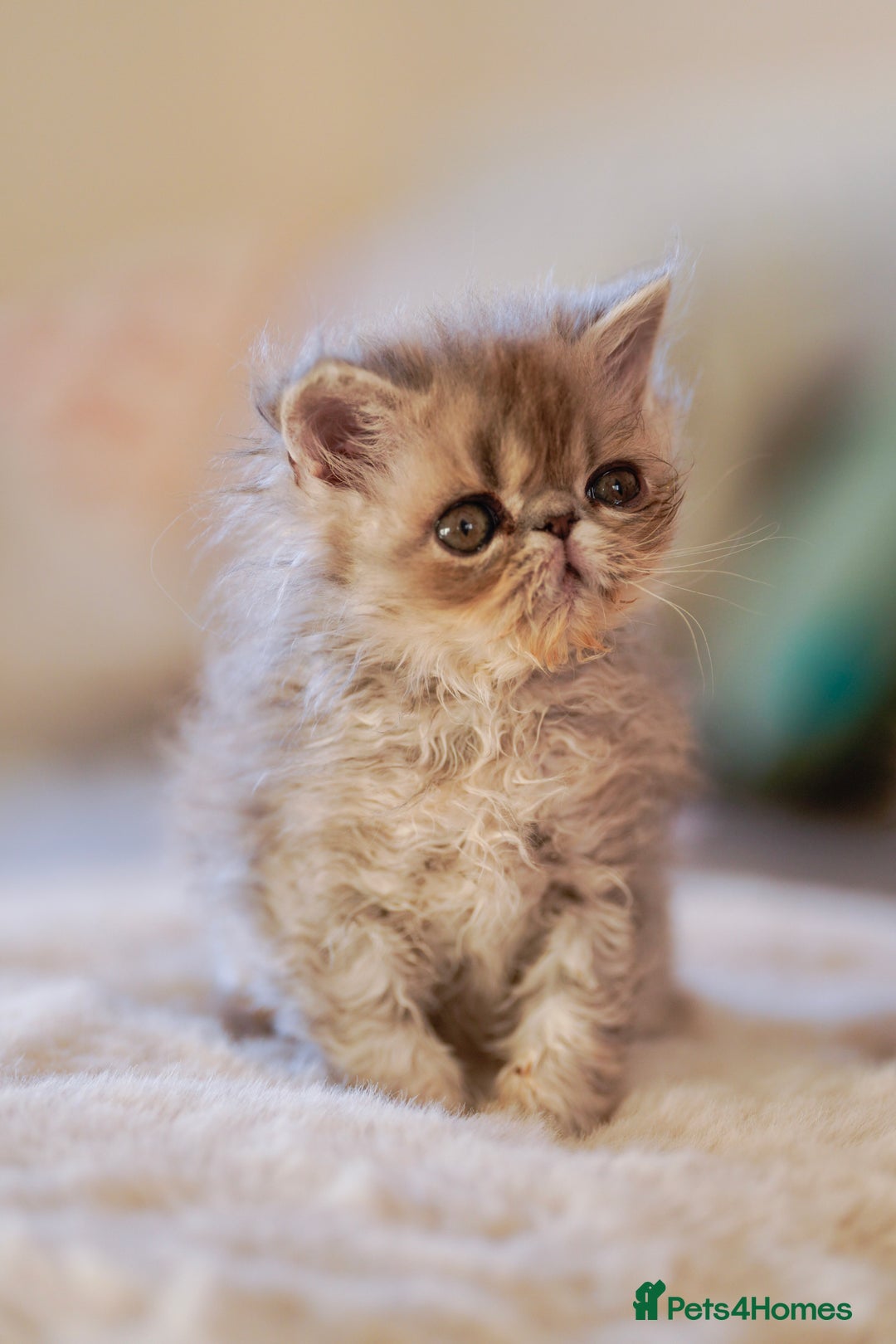 Persian cats for sale: Persian kittens  - Advert 5