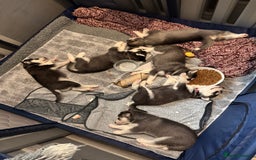 Siberian Husky dogs for sale: Strong Chunky Siberian Husky puppy’s  - Image 17