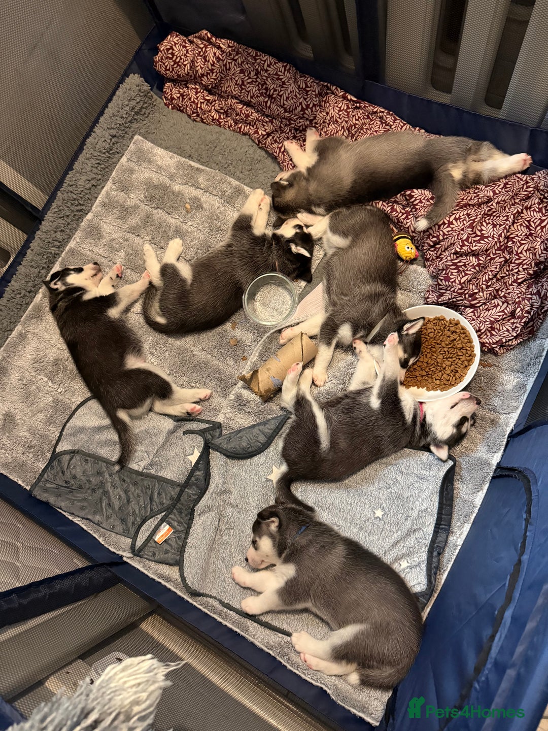 Siberian Husky dogs for sale: Strong Chunky Siberian Husky puppy’s  - Image 17