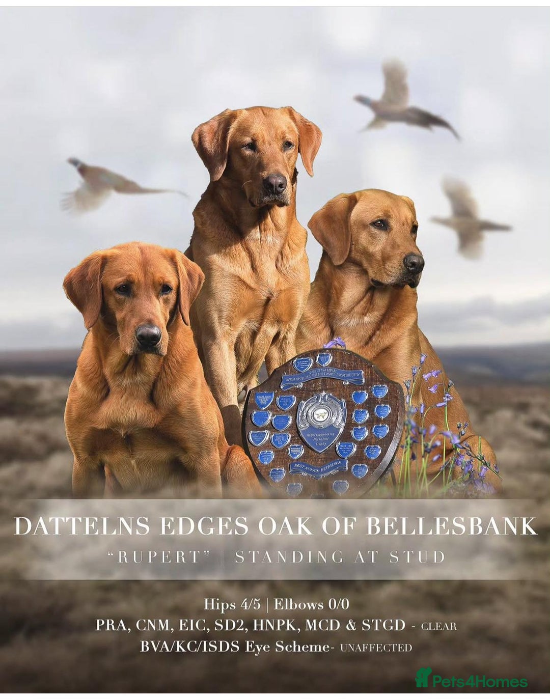 Labrador Retriever dogs for sale: Extensively Health tested Red fox Labradors 🧡 - Image 11