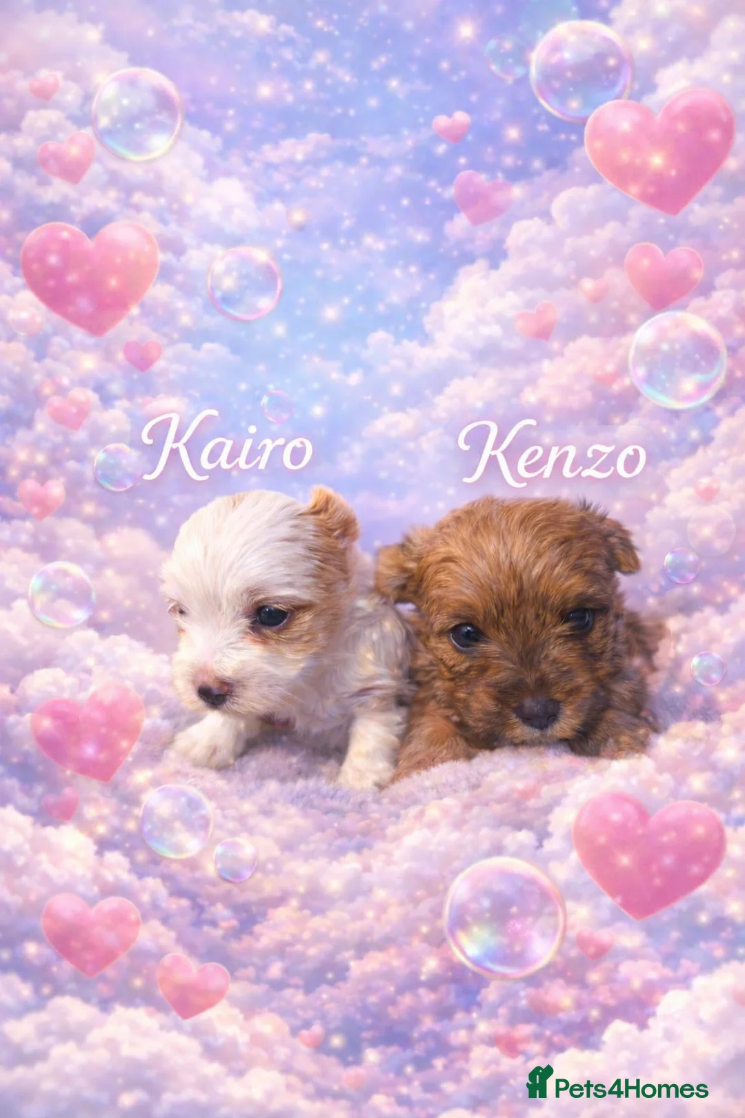 Yorkshire Terrier dogs for sale: wonderful puppies yorkshire terrier - Advert 5