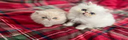Persian cats for sale: Pedigree Persian Kittens for Sale - Advert 5