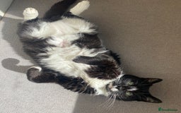 British Shorthair cats for sale: Darcie the tuxedo cat.  - Image 2