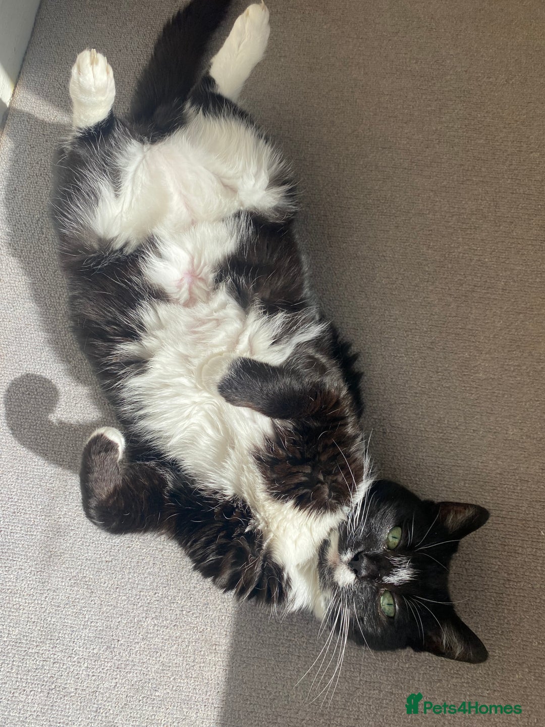 British Shorthair cats for sale: Darcie the tuxedo cat.  - Image 2