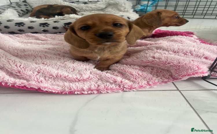 Dachshund dogs - Advert 1