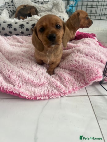 Dachshund dogs - Advert 3