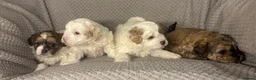 Maltipoo dogs for sale: MALTIPOO PUPPIES in Portsmouth - Advert 3