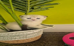British Shorthair cats for sale: Beautiful Kittens for sale - Image 4