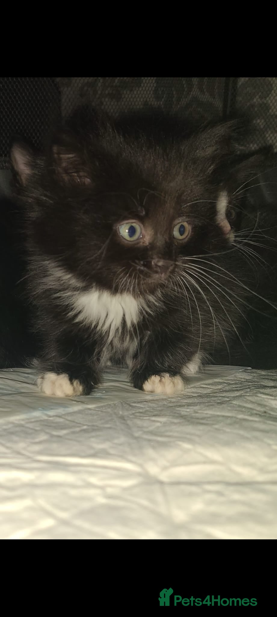 Mixed Breed cats Kittens ready now - Advert 2