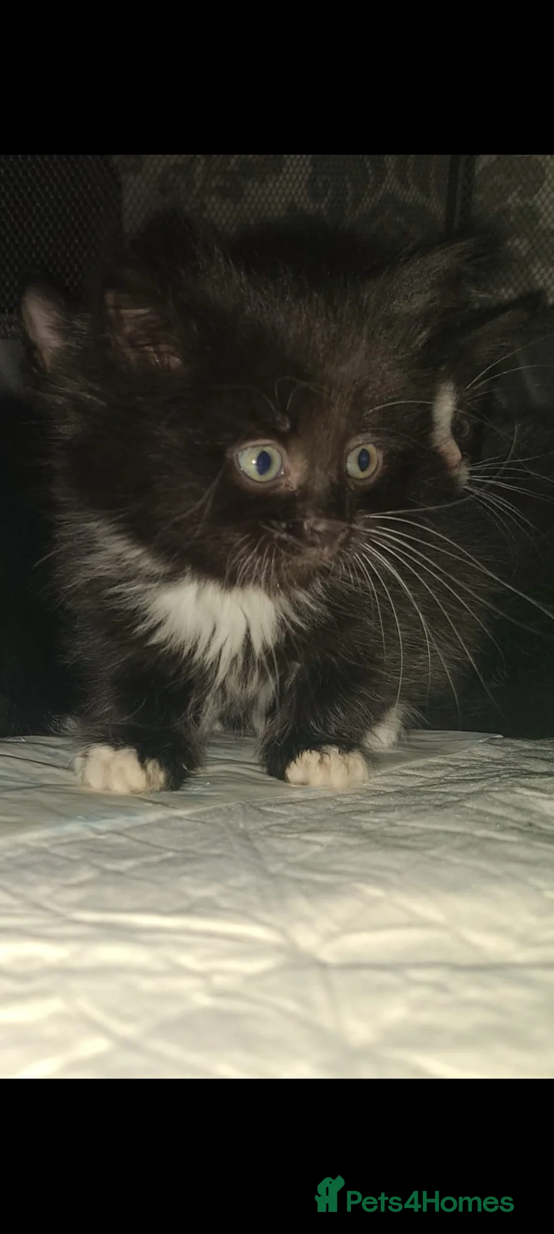 Mixed Breed cats for sale: Kittens ready now - Advert 2