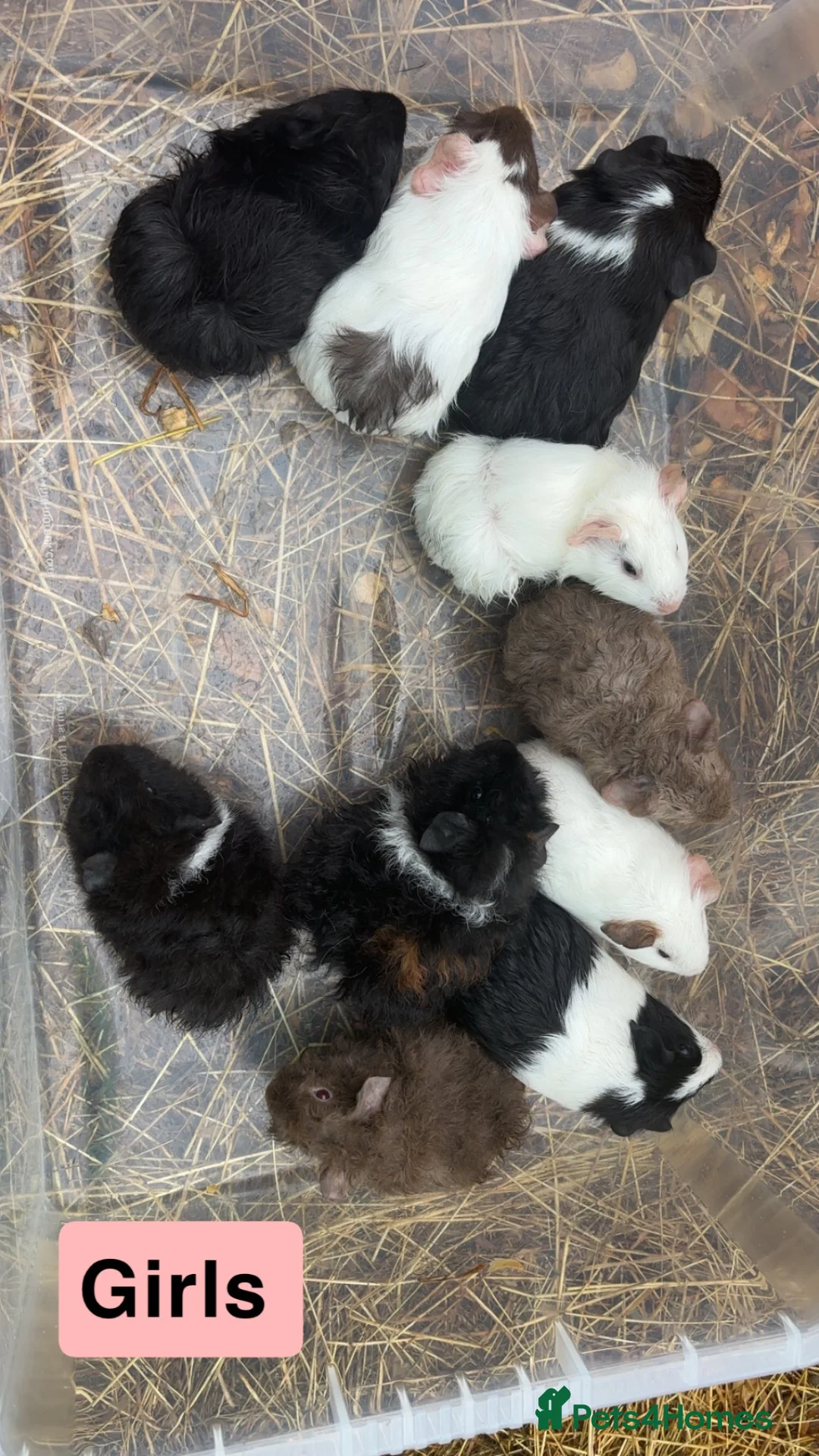 Guinea Pig rodents for sale: Guinea pig babies available now boys and girls  - Advert 1