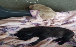 Mixed Breed dogs for sale: 5 cane corso mix puppies - Image 19