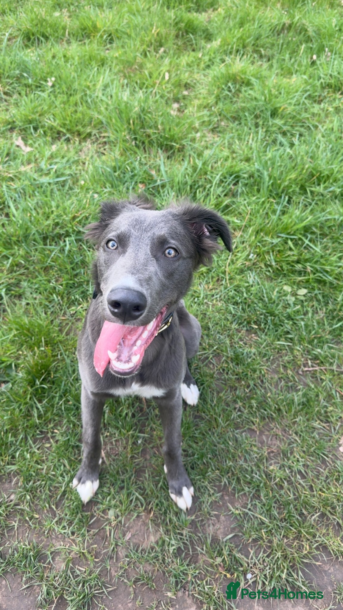 Mixed Breed dogs Stunning Lurcher boy  - Advert 2