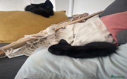 Mixed Breed cats for sale:  Adorable Kittens Ready for Their Forever Homes!  - Image 5