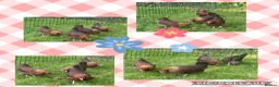 Chickens poultry for sale: Polish bantams - Advert 15