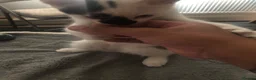 Mixed Breed cats for sale: Cute playful boy Kitten - Advert 12