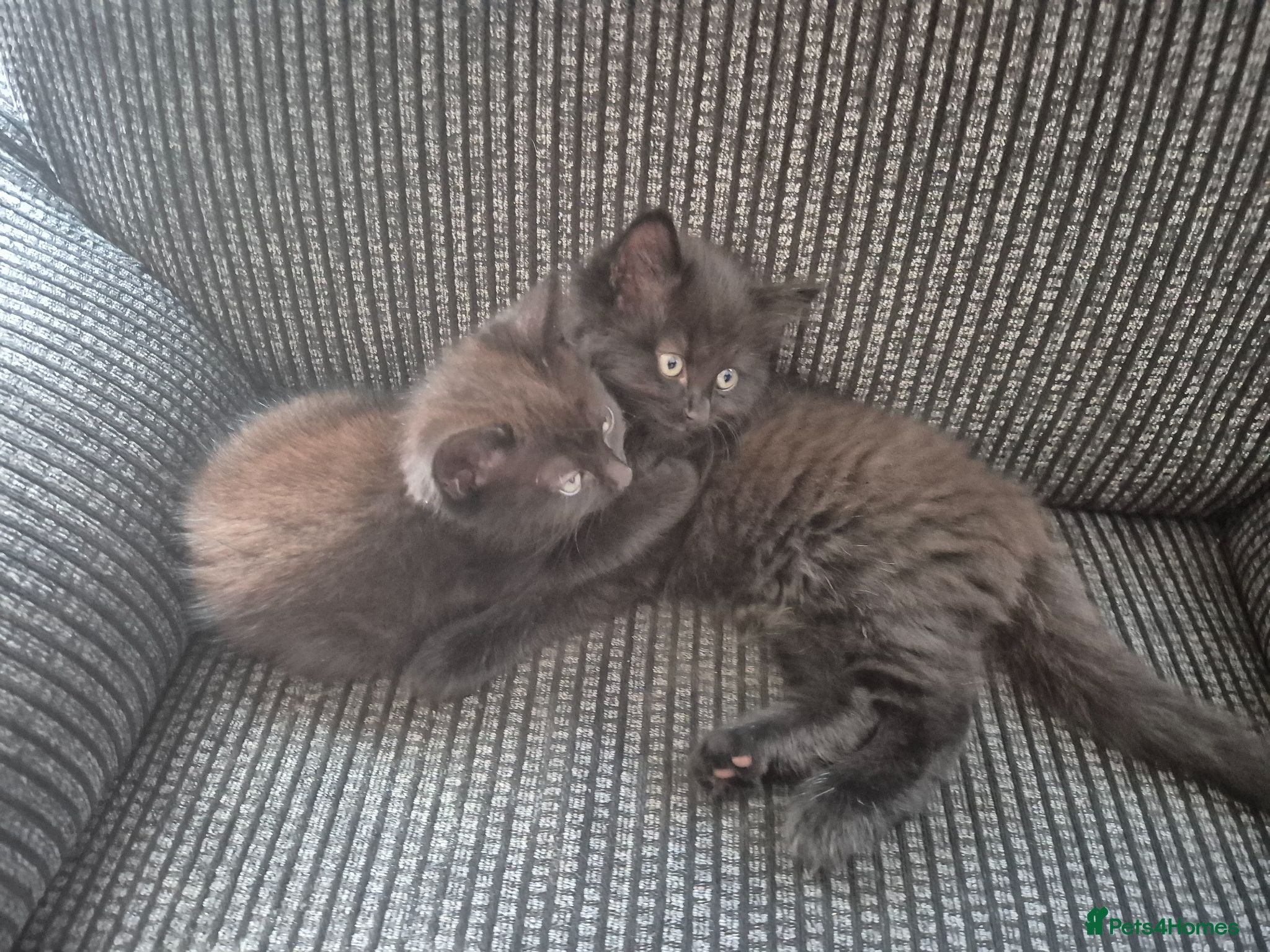 Mixed Breed cats Rag doll & British shorthair mix - Advert 2