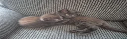 Mixed Breed cats for sale: Rag doll & British shorthair mix - Advert 1