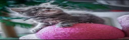 Maine Coon cats for sale:  Chunky full Maine coon kittens ready now   £795 - Advert 9