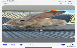 Continental Giant rabbits for sale: Continental giant  - Image 2