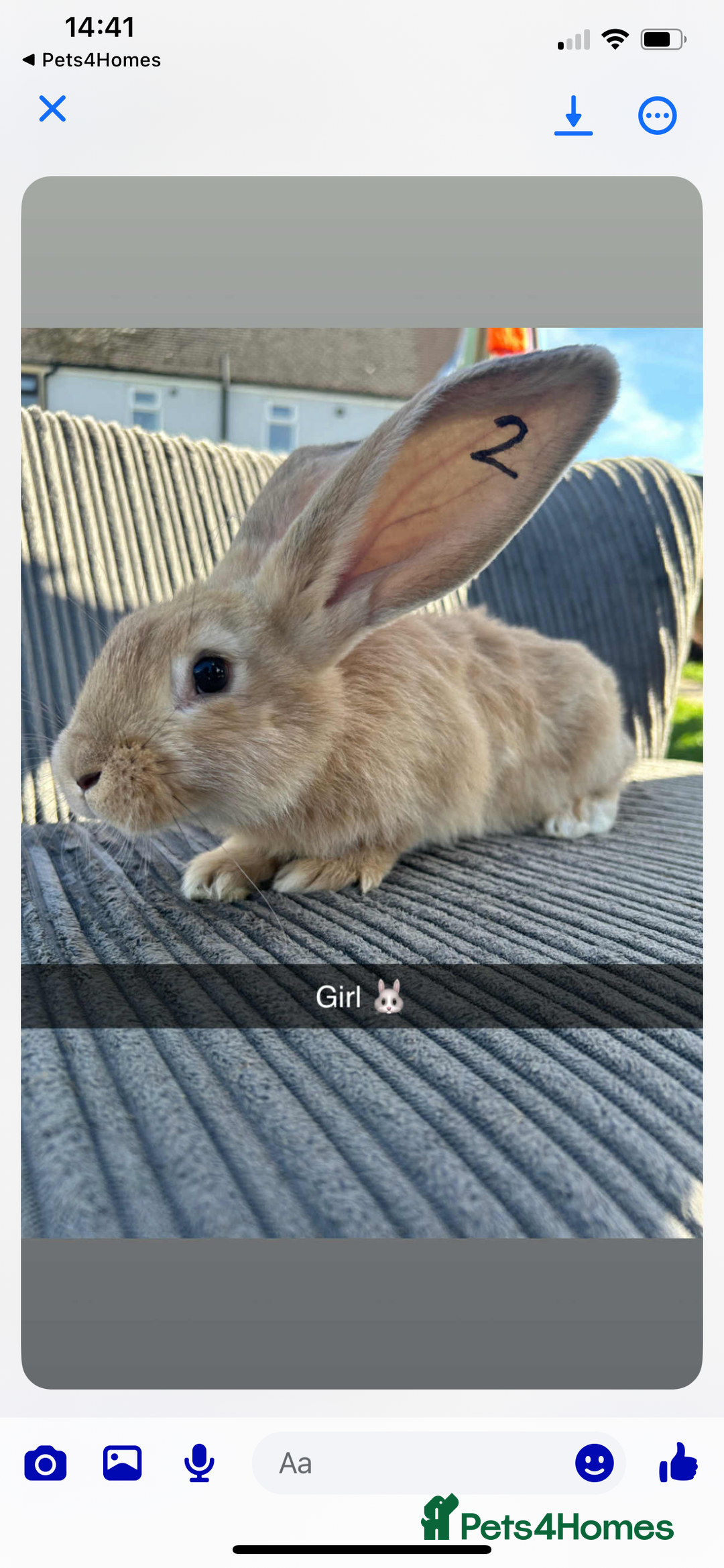Continental Giant rabbits for sale: Continental giant  - Image 2