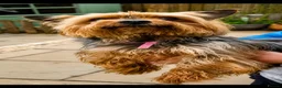 Yorkiepoo dogs for sale: 🐾 Yorkiepoo Puppies For Sale 🐾 - Advert 7