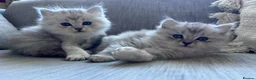 Mixed Breed cats for sale: Beautiful Fluffy Kittens – BritishLonghair&Ragdoll in Penicuik - Advert 31