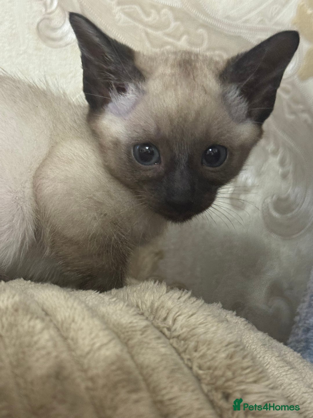 Siamese cats for sale: Seal point Siamese kittens - Advert 12